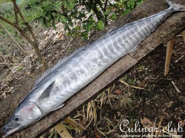 raw wahoo with lime(  ) 